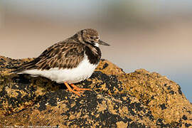 Ruddy Turnstone