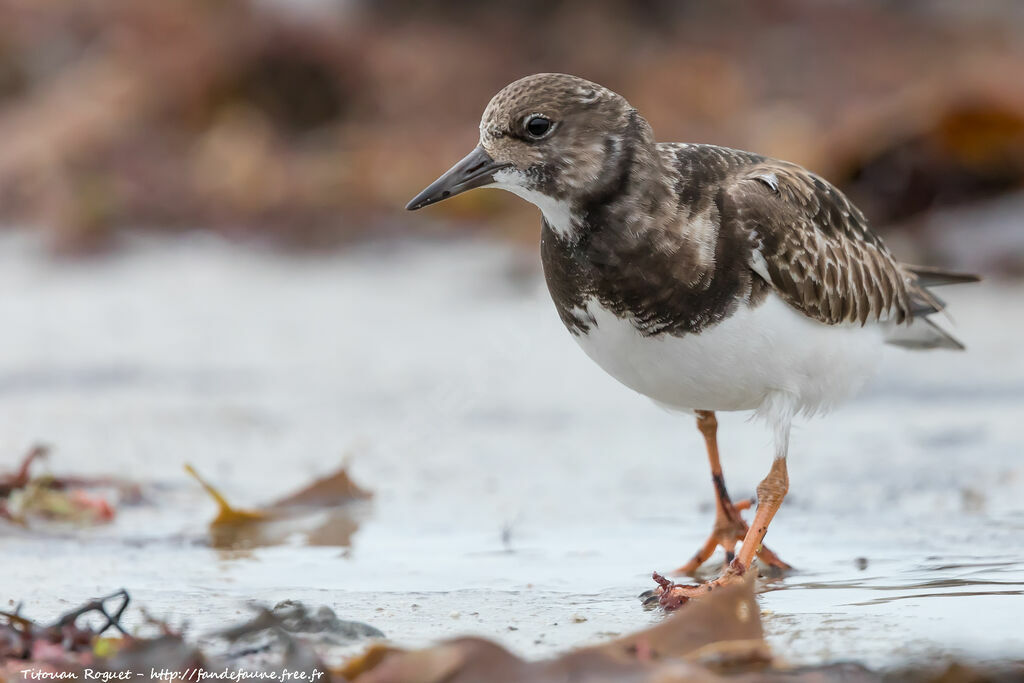 Ruddy Turnstone