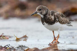 Ruddy Turnstone