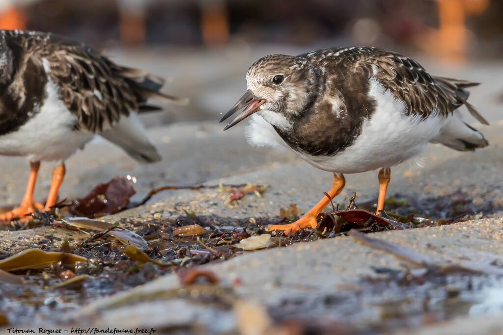 Ruddy Turnstone