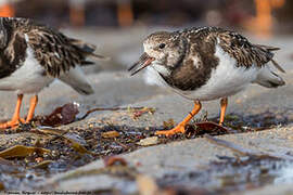 Ruddy Turnstone