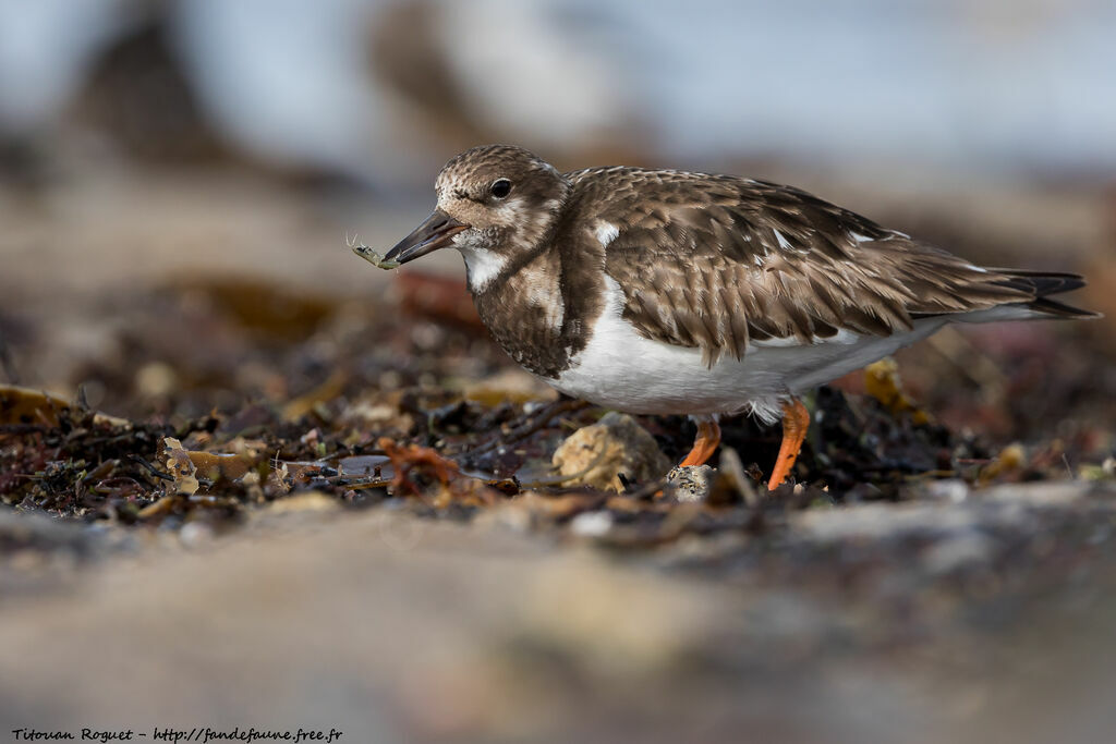 Tournepierre à collier, identification, mange