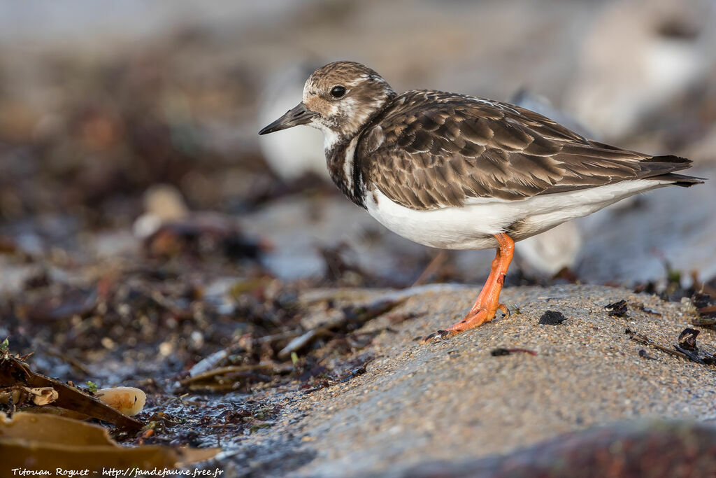 Ruddy Turnstone