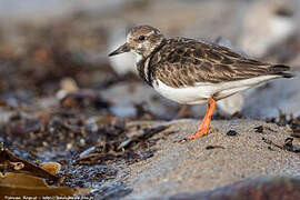 Ruddy Turnstone