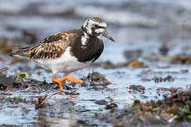 Ruddy Turnstone