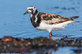 Ruddy Turnstone