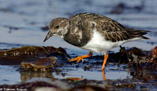 Ruddy Turnstone