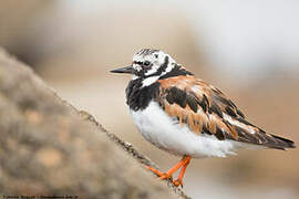 Ruddy Turnstone