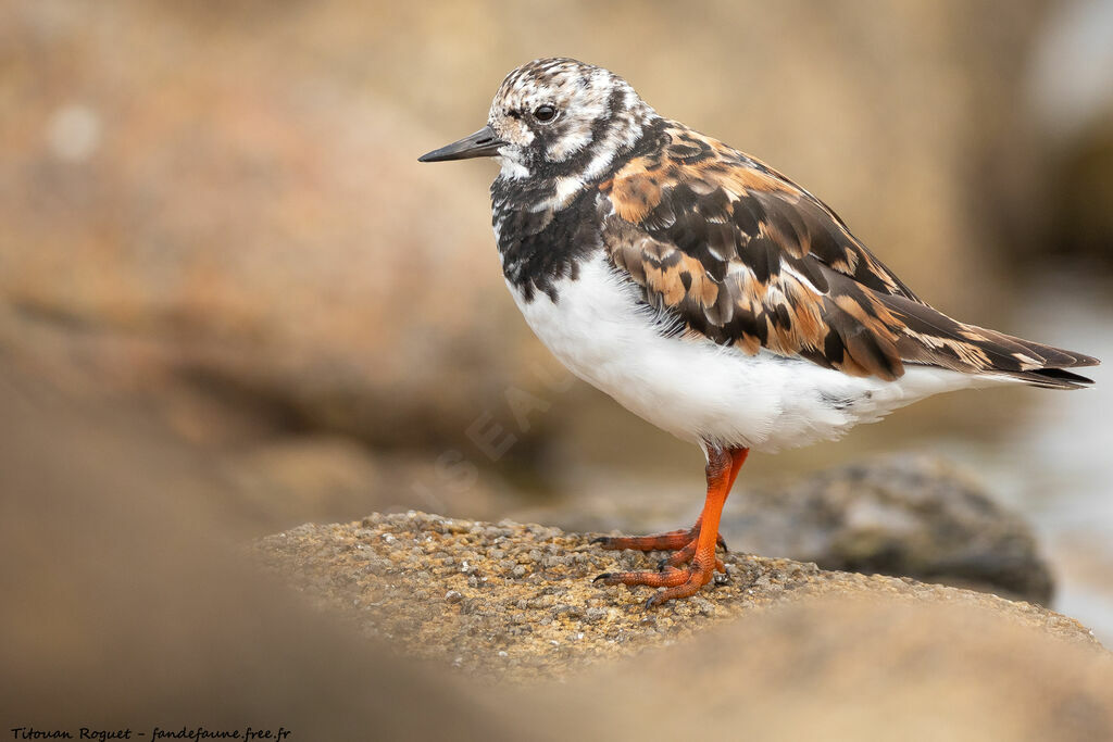 Ruddy Turnstone