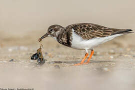 Ruddy Turnstone