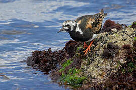 Ruddy Turnstone