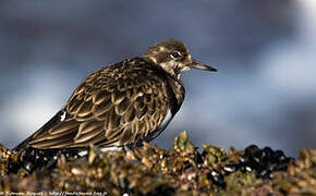 Ruddy Turnstone