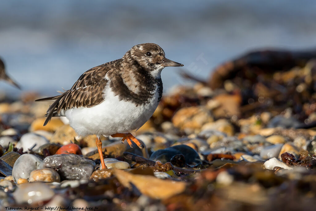 Ruddy Turnstone