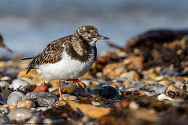 Ruddy Turnstone