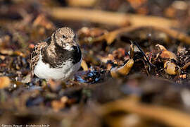 Ruddy Turnstone