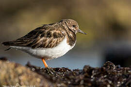 Ruddy Turnstone