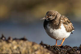 Ruddy Turnstone