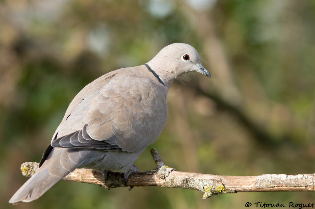 Eurasian Collared Dove, identification