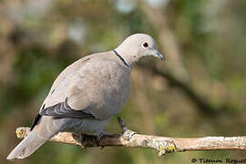 Eurasian Collared Dove