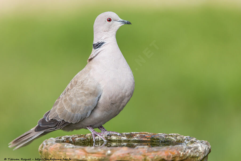 Eurasian Collared Doveadult breeding, identification, close-up portrait, aspect, pigmentation, drinks