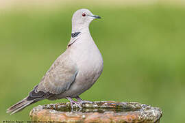 Eurasian Collared Dove