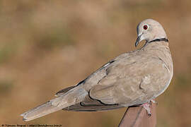 Eurasian Collared Dove