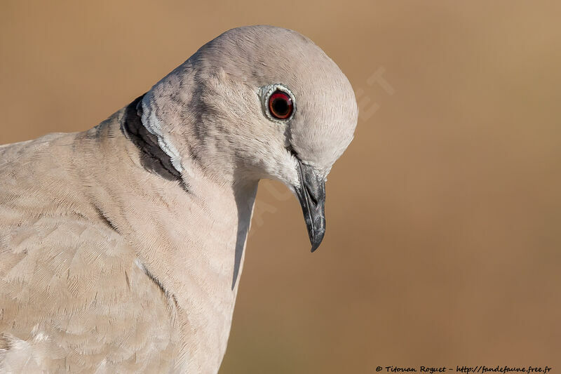 Eurasian Collared Dove, close-up portrait