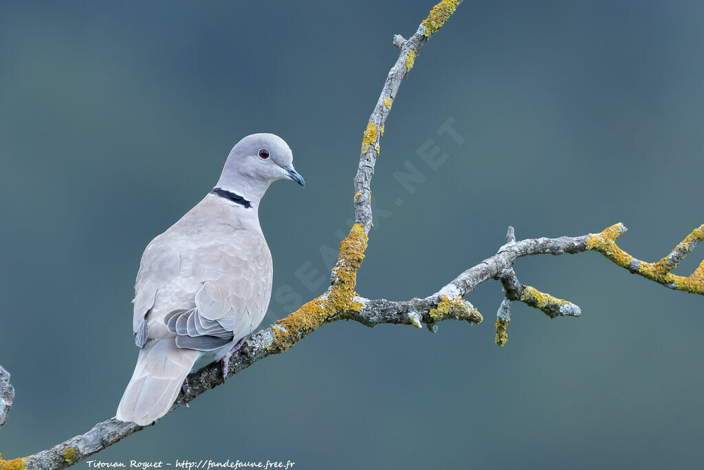 Eurasian Collared Dove