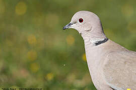 Eurasian Collared Dove