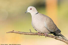 Eurasian Collared Dove