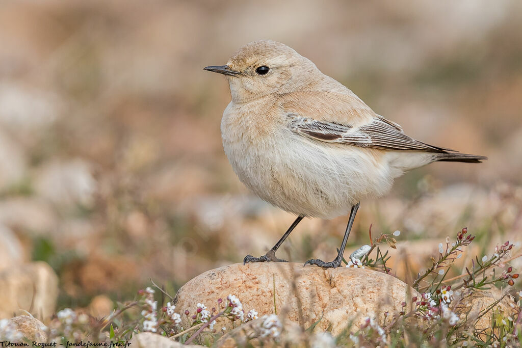 Desert Wheatear