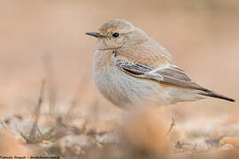 Desert Wheatear