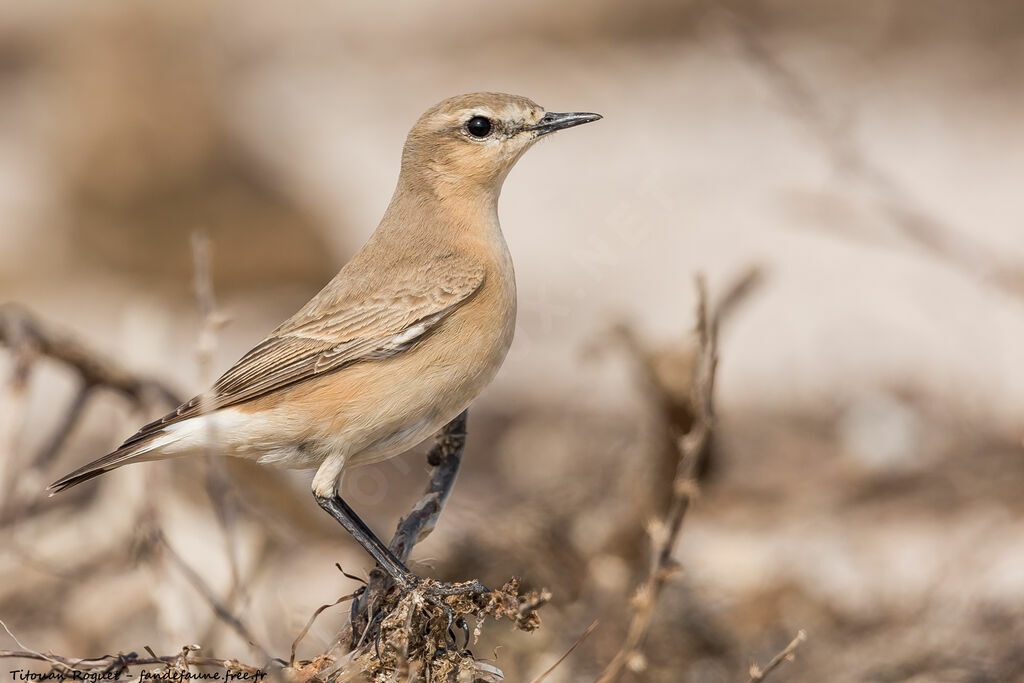 Isabelline Wheatear