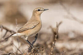 Isabelline Wheatear