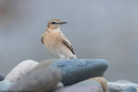 Isabelline Wheatear