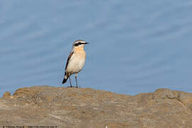 Northern Wheatear