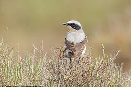 Northern Wheatear