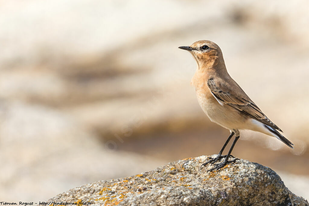 Northern Wheatear