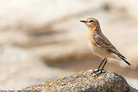 Northern Wheatear