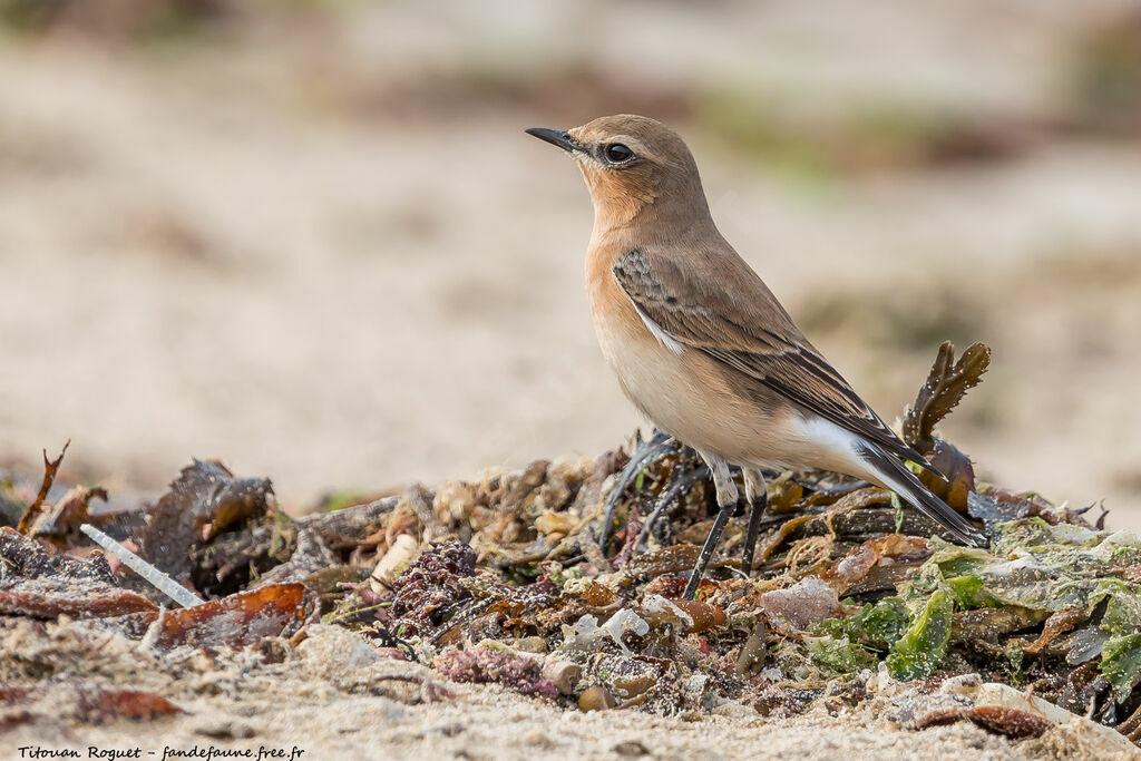 Northern Wheatear