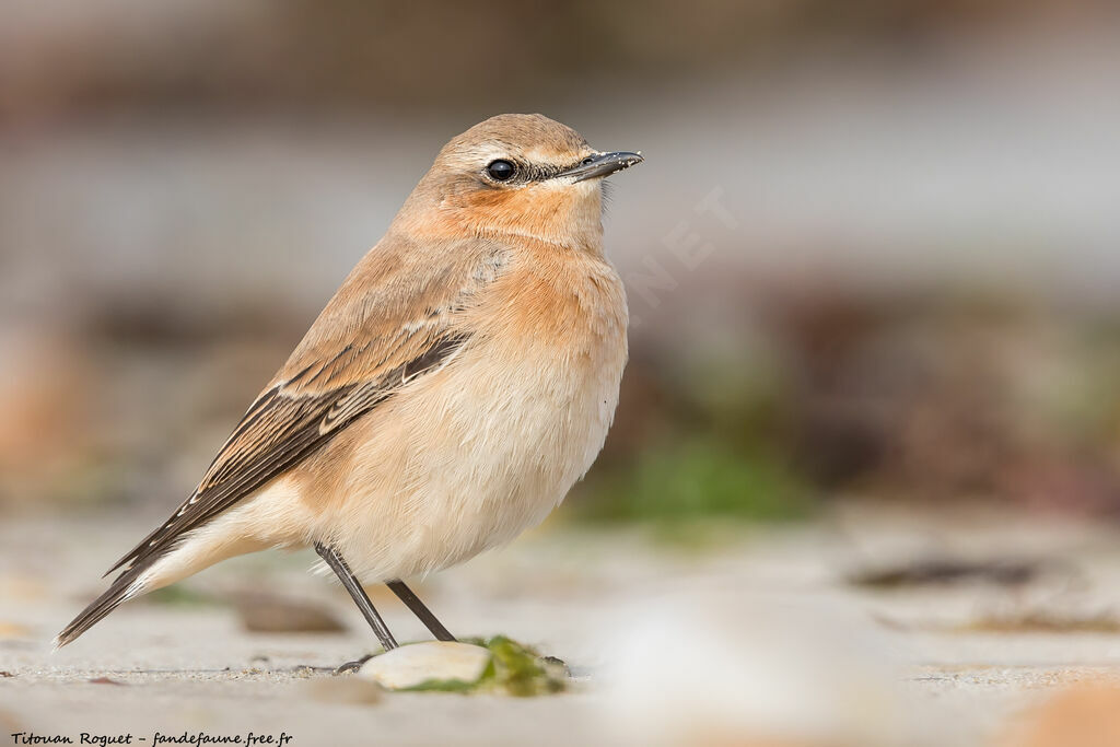 Northern Wheatear