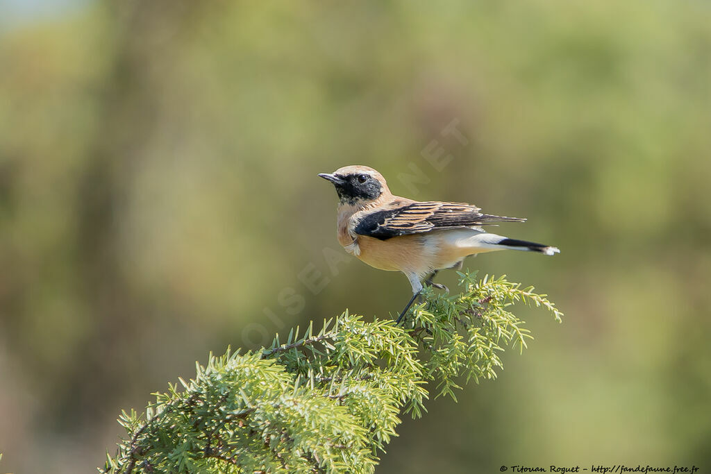 Black-eared Wheatear male adult transition, identification, close-up portrait, aspect, pigmentation