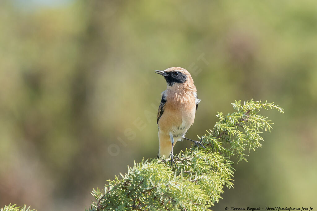 Black-eared Wheatear male adult transition, identification, close-up portrait, aspect, pigmentation