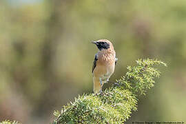 Western Black-eared Wheatear