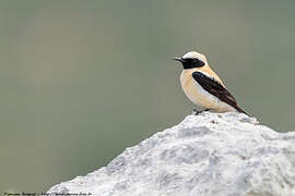 Western Black-eared Wheatear