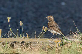 Pied Wheatear