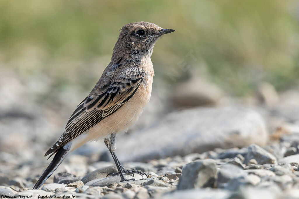 Pied Wheatear