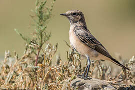 Pied Wheatear