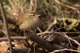 Eurasian Wren