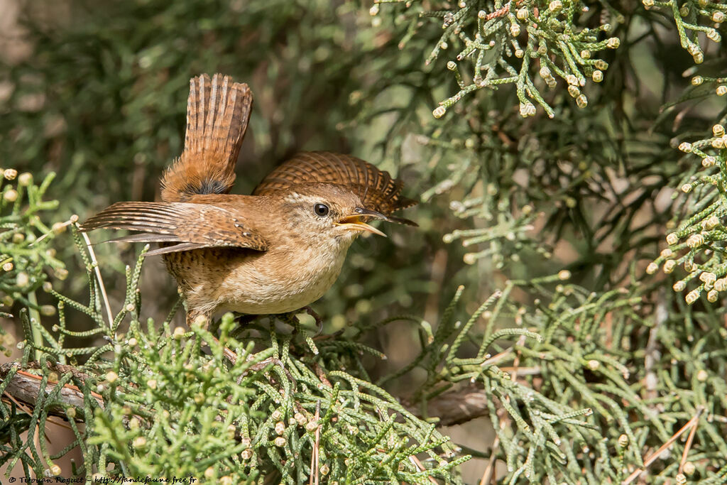 Eurasian Wren